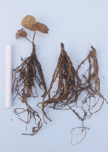 原種のクリスマスローズ苗　秋になると葉が枯れてくる種類もありますが、軸もとに新しい芽が用意されています