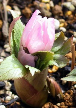 チベタヌスのピンク花
