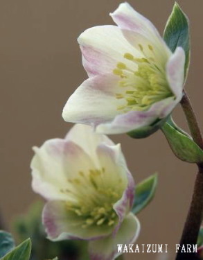 開花したHELLEBORUS　h.niger×h.vesicarius