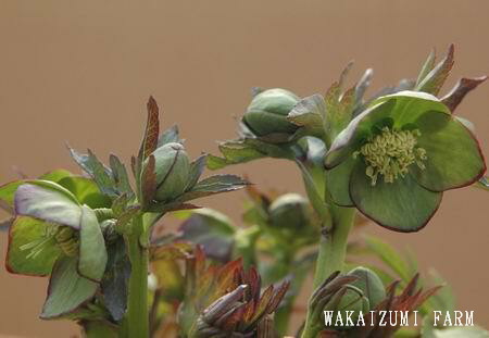 原種ムルチフィダス、緑色の花弁の縁に赤いピコティが入ります