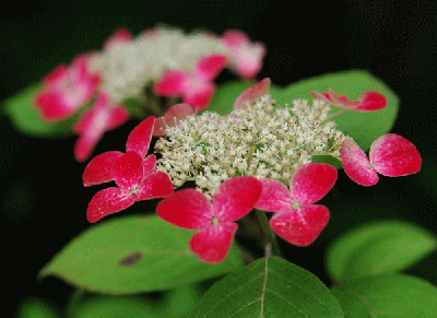 長野県南部で発見された山アジサイで咲き始めの色は白、次第にピンク色に染まり赤く弁が彩られます