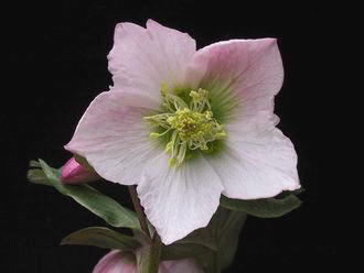 交配種　絹　ピンクアイスの花