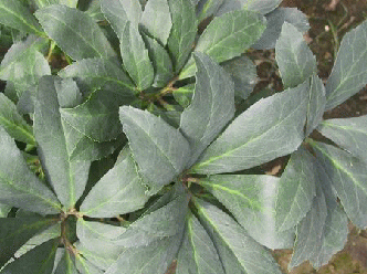 原種ニゲルの葉