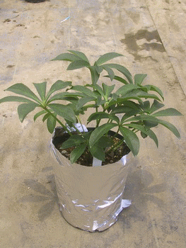 側面だけアルミ箔で覆い鉢土の温度上昇を避ける