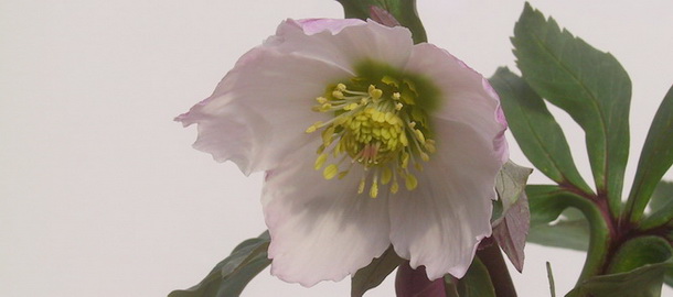 原種ニゲルとチベタヌスの交配種　絹　開花株は２月よりネットショップと直売で販売いたします