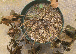 軟腐病に罹ると数日で葉の生気が無くなり焦げ茶色に変化してくる。根元から腐敗臭がする。