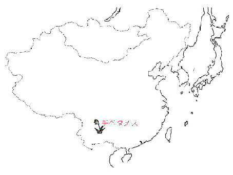 アジアを原産地としているヘレボルス・チベタヌス地図